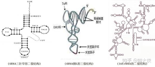 「知乎知识库」- 核酸