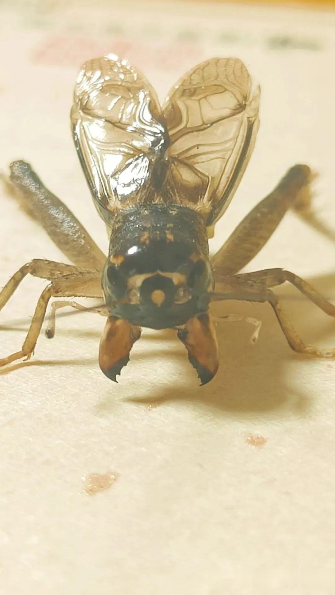 蟋蟀分享:红牙青,上海俱乐部8路上风