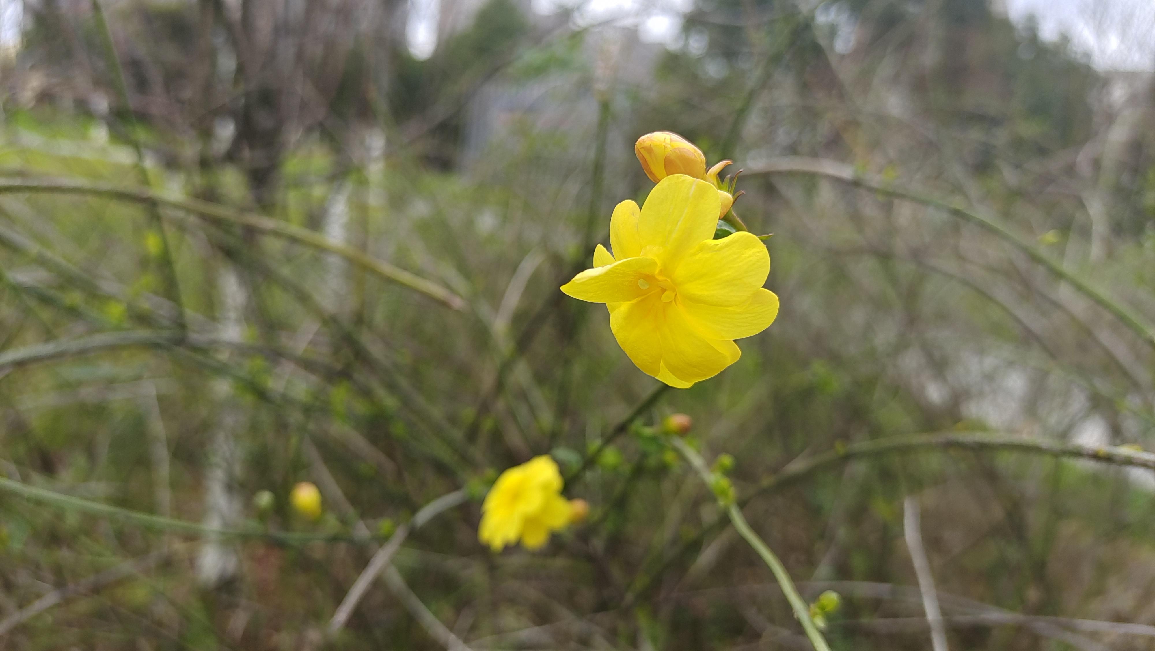 美丽吉安之赏花系列:野迎春花开迷人
