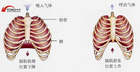 有哪些被大众忽视 但值得去认真锻炼的身体部位 肌肉