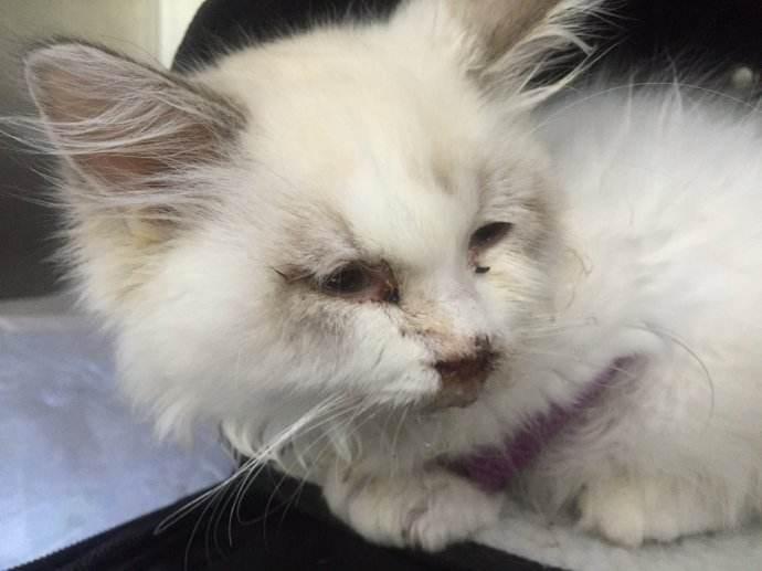 猫三联(可预防疾病):猫瘟(泛白细胞减少症 feline panleukopenia,猫
