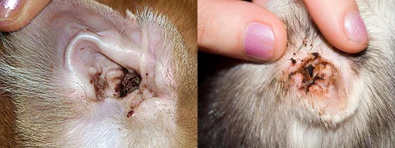 猫得了螨虫和耳螨,怎么治能见效?