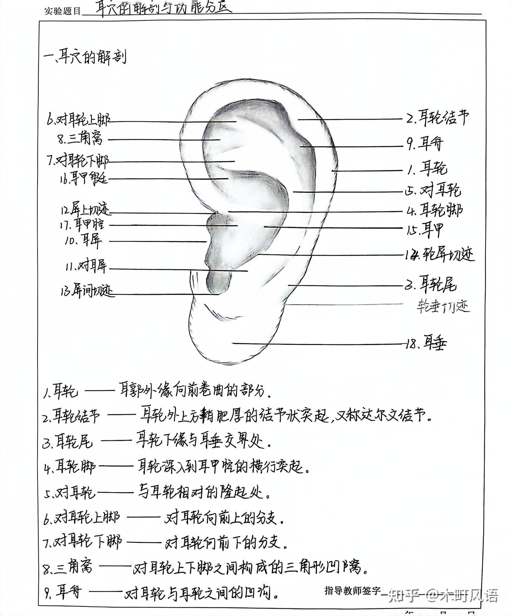 中医耳部结构图解大全图片