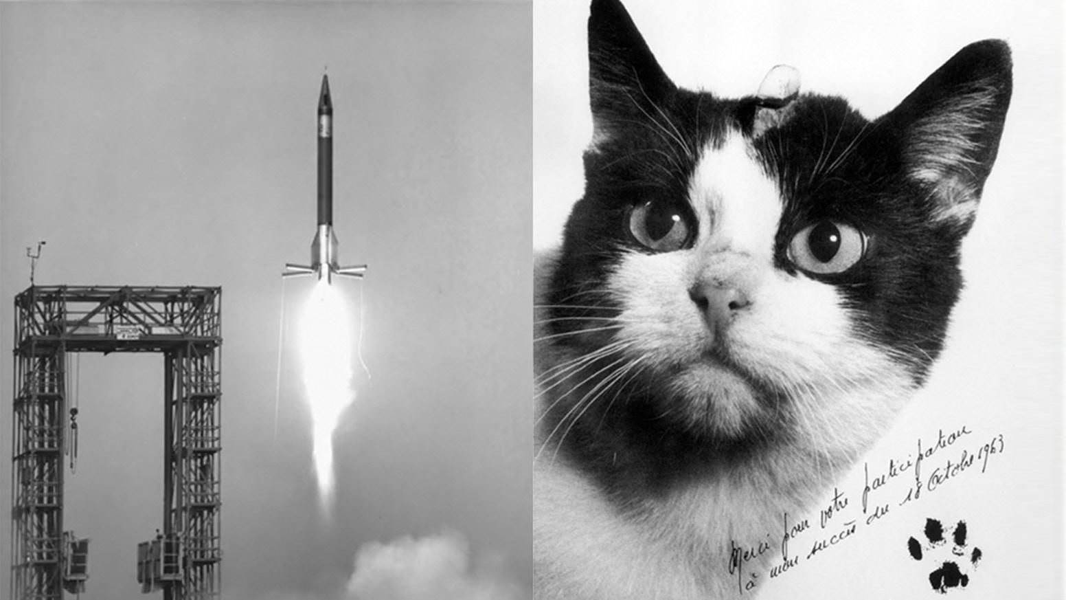 可爱的猫和宇航员插图(可爱、猫、宇航员、太空、太空旅行、航天、航空、插图)儿童插图_北极熊素材库