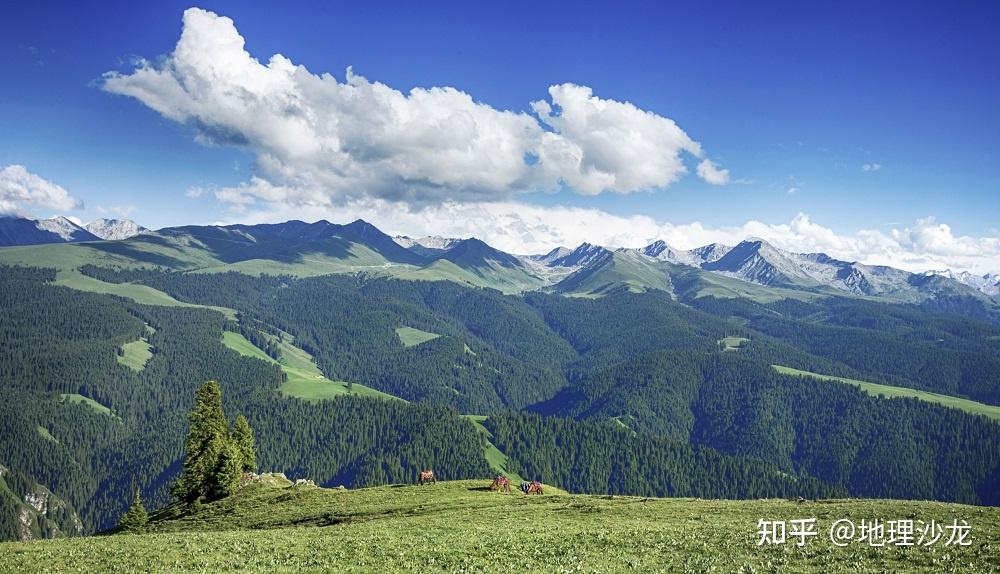 關於天山的植被分佈,為什麼天山北坡有云杉林分佈,而南坡沒有? - 知乎