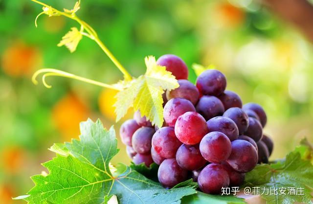 单宁,葡萄酒的灵魂? - 知乎