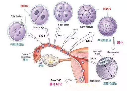 v2-86a19bf5870aa4ebadb8d082736b4814_1440w.jpg?source=172ae18b