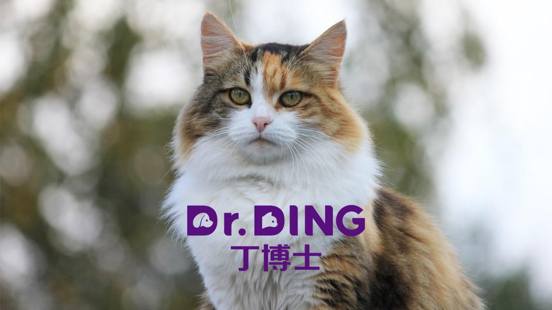 猫的品种介绍 一 品种分类 波斯猫 暹罗猫 喜马拉雅猫特点 知乎 猫的品种介绍 一 品种分类 波斯猫 暹罗猫 喜马拉雅猫特点 知乎