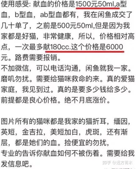 血猫,给贵猫续命的贱猫 - 知乎