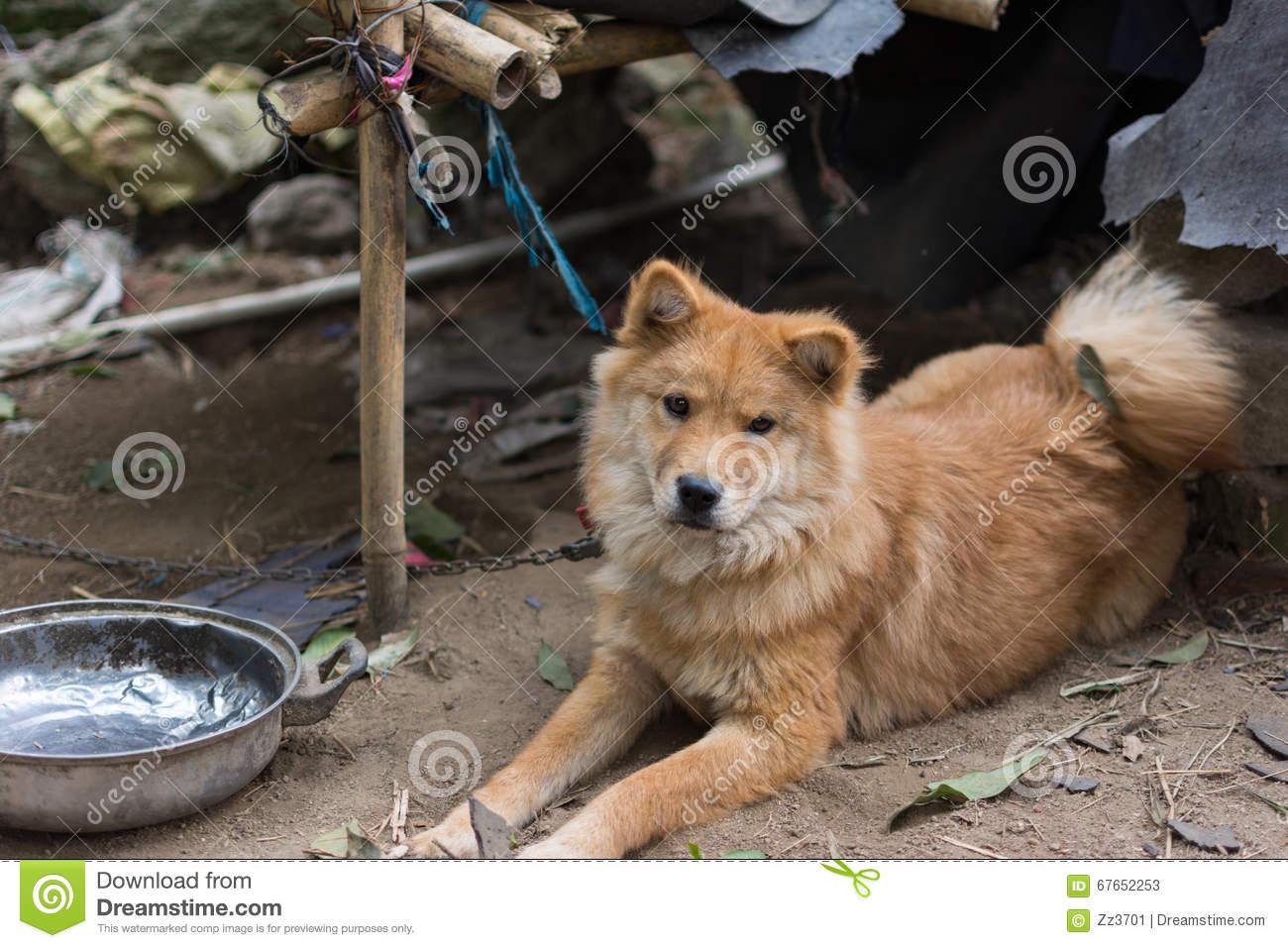 本犬纲目(中国本土狗品种大全) - 知乎