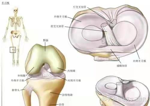 半月裂孔解剖图图片