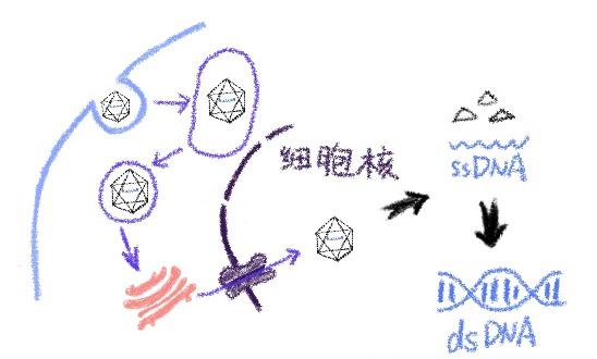 v2-86ae85a8fb5ef95228010faadd850850_1440w.jpg?source=172ae18b
