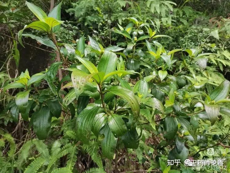 珠海琴澳深合区小横琴山本草二探 - 知乎
