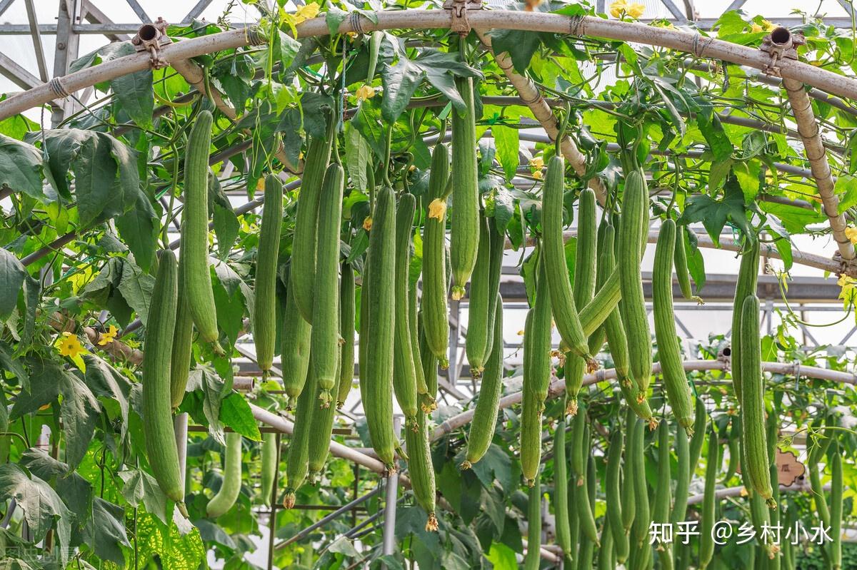 丝瓜到了开花结果期,记得做好4件事,结瓜一茬接一茬
