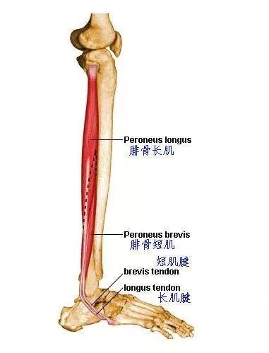 两小腿外侧肌肉经常变得很硬,且感觉酸痛无法用力,如何解决?