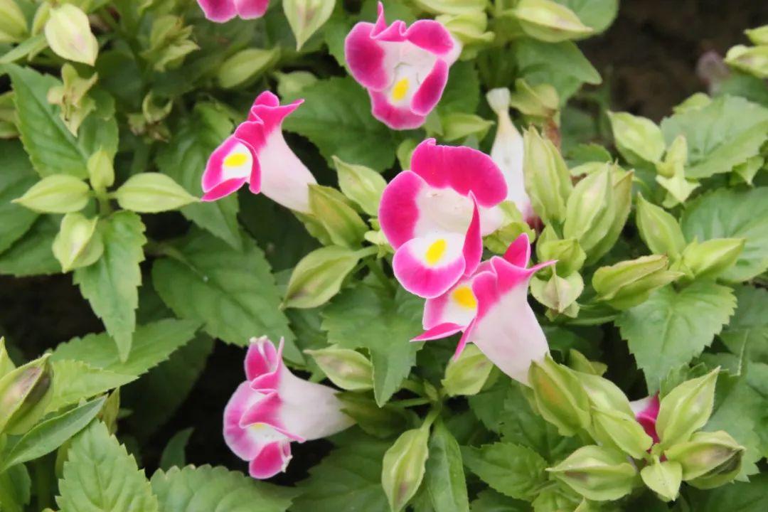 幽逸柔美紫黛研含芳馥郁蓝猪耳植物印象馆no00021