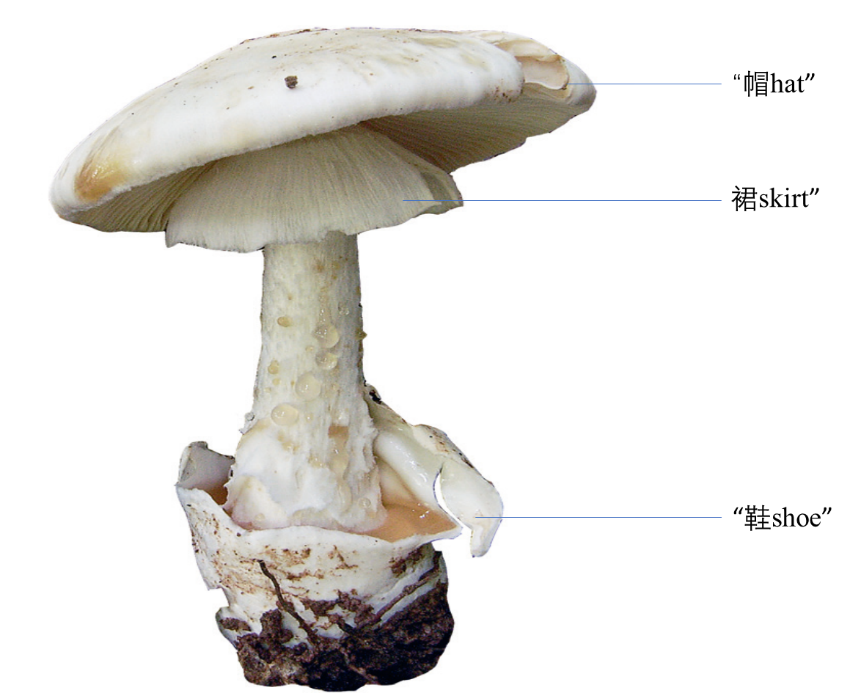 食用菌和毒菌的选择，不在民间传说，重在科学解读 - 知乎