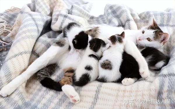 母猫VS公猫,差别巨大,你更喜欢哪个? - 知乎