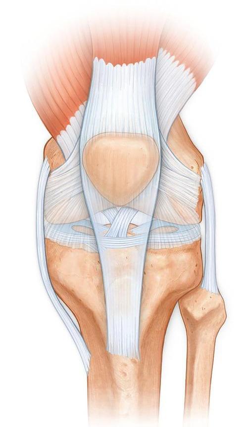 内侧髌股韧带(mpfl)是内侧支持带中的独立结构,在髌骨向外移位时提供