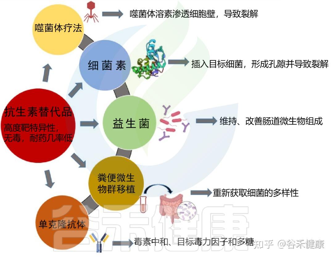 抗生素对微生物组及对人体健康的影响