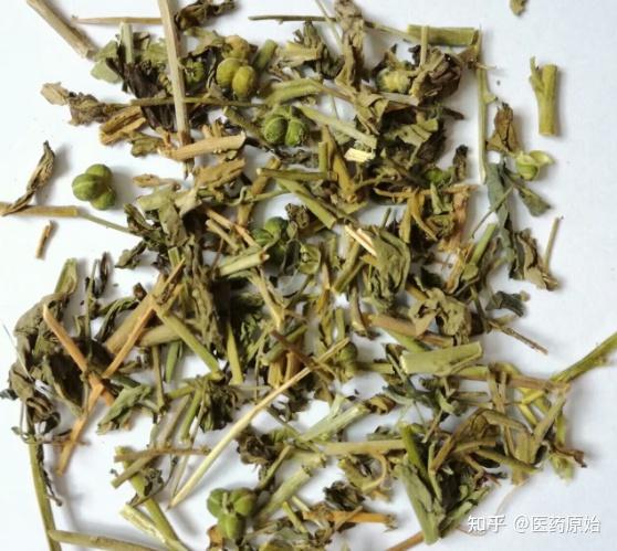 带你识别透骨草 - 知乎