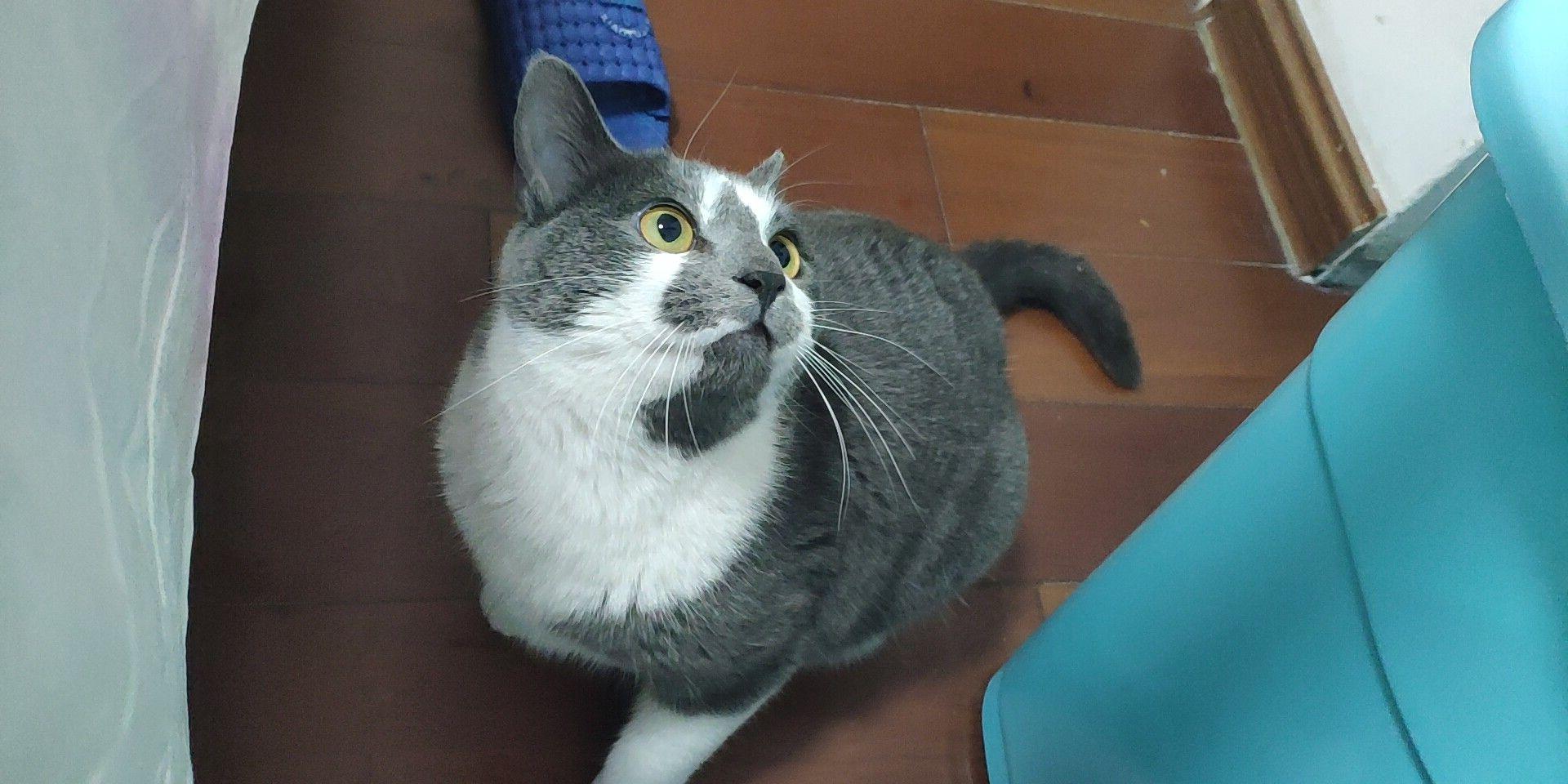 家里的猫不粘人怎么办?