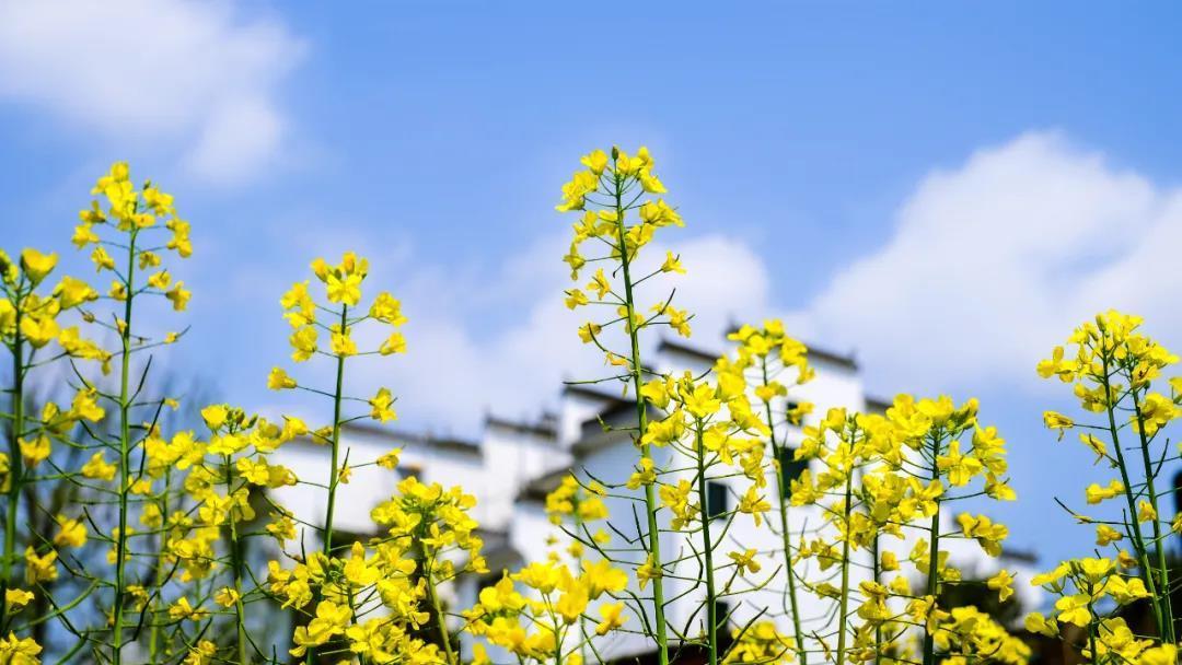 全国油菜花观赏指南，16处惊艳眼球的油菜花田，你想去哪个？ - 知乎