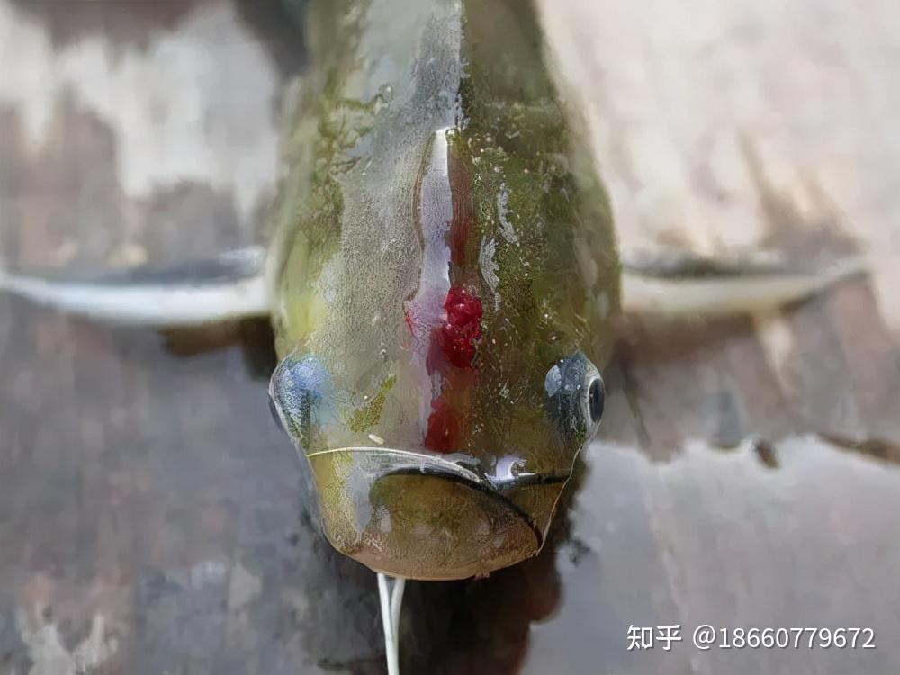 黄颡鱼裂头一定要这样做