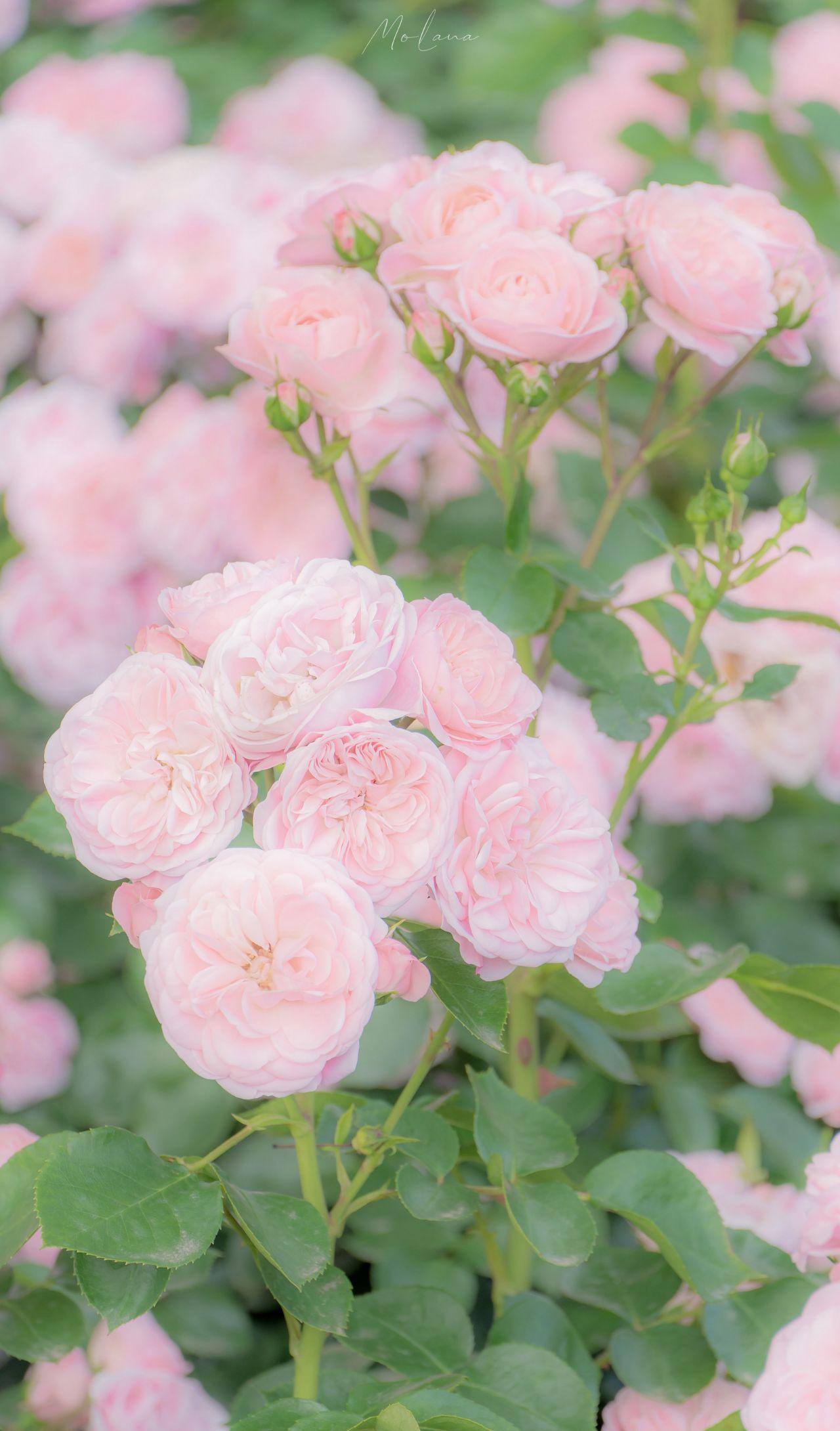 有没有这样关于玫瑰花的微信背景图或者有意境的文字背景图