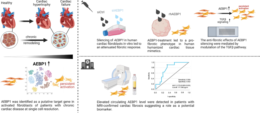 心脏肥大,aebp1,成纤维细胞活化,心力衰竭,snrna-seq badder kattih