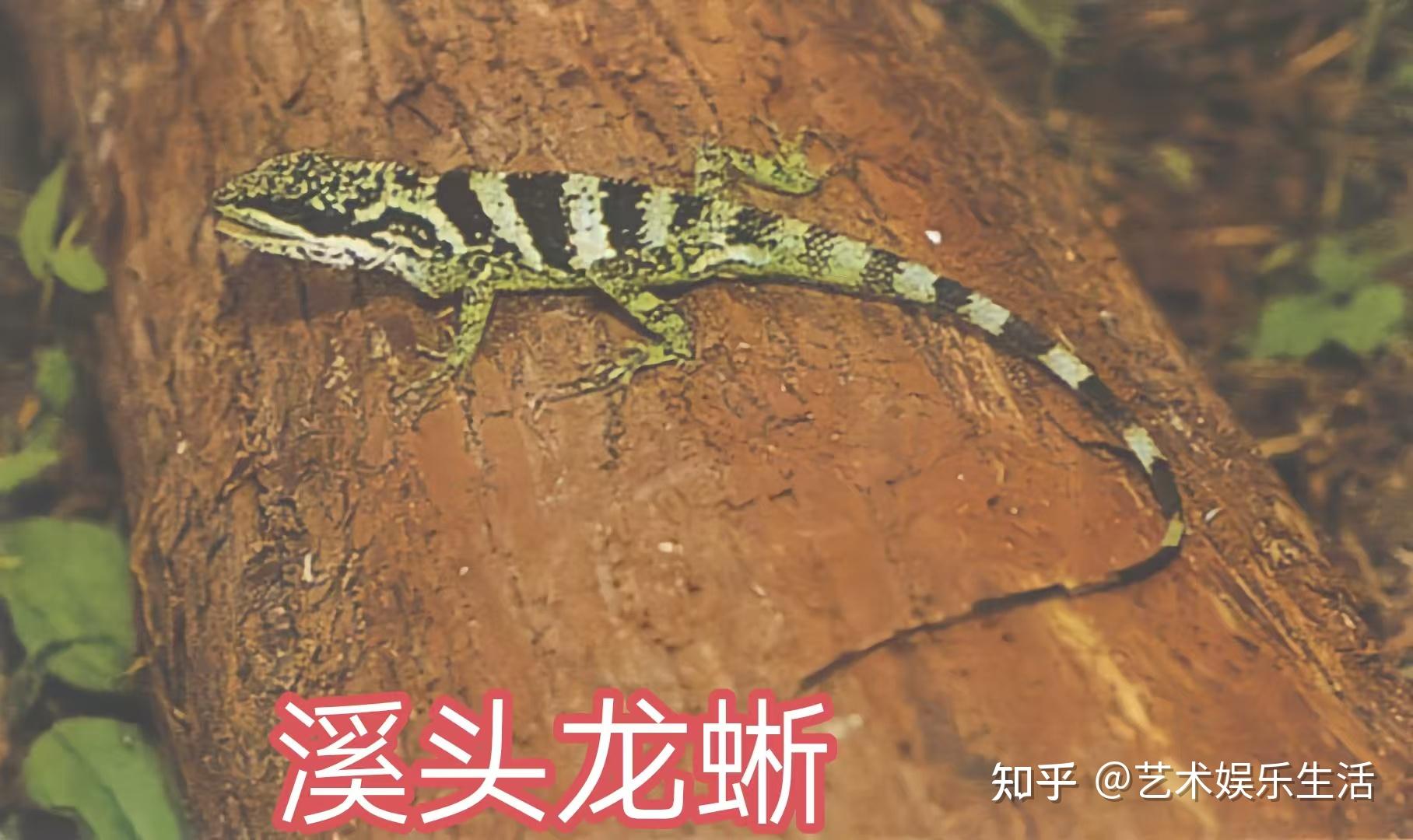 31种国家重点保护的爬行类动物 - 知乎