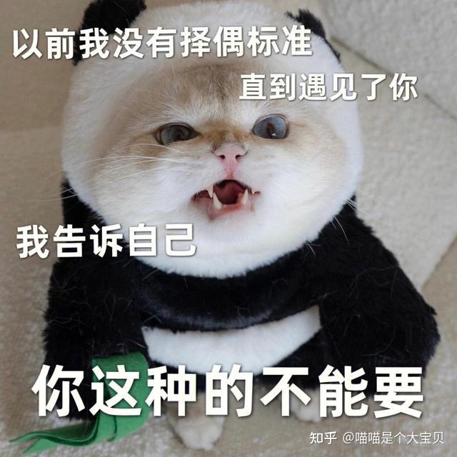 原来养猫有这8大好处,难怪越来越多人养猫了!