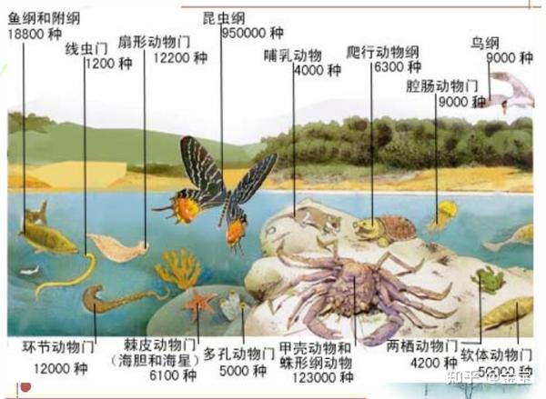 生态学经典理论之-中性理论 - 知乎