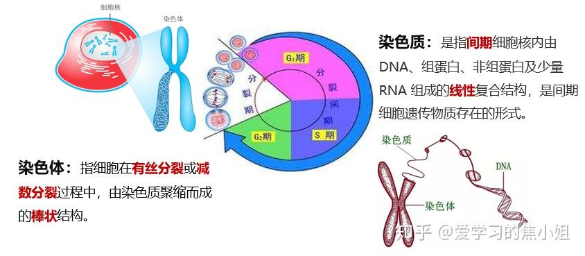 染色体和染色单体图解图片