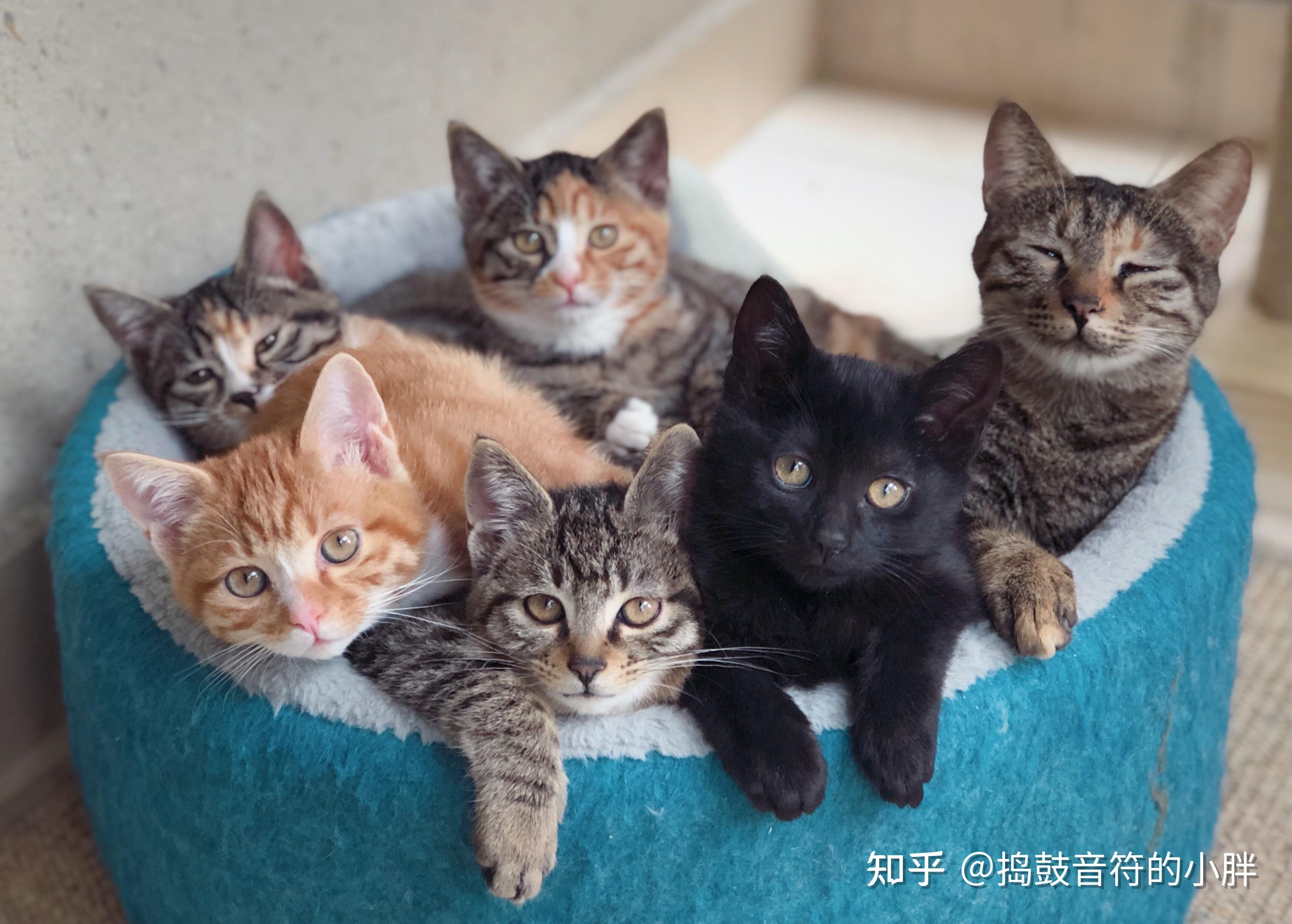 上班族如何养好四只流浪幼猫一个半月猫龄