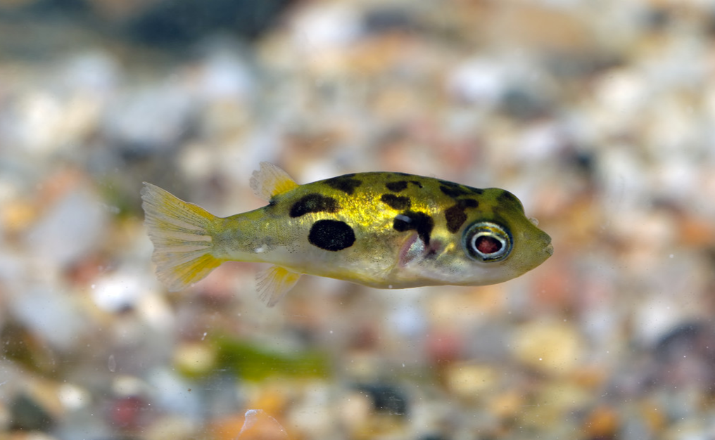 肉食性的汽水鱼潜水艇鱼的饲养难度并不算低不过它生命力顽强不难养活