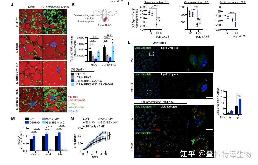 【精品导读】Cell很喜欢研究线粒体，我也是！ - 知乎