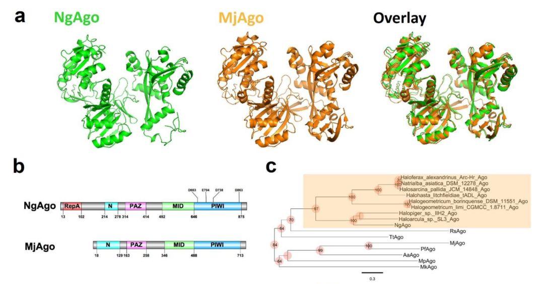 中美科学家两篇最新论文表明ngago确实有基因编辑能力韩春雨老师研究