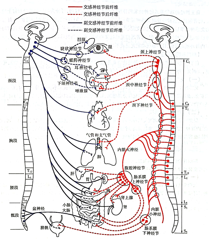 白话神经病学-神经系统的结构、功能与疾病 - 知乎
