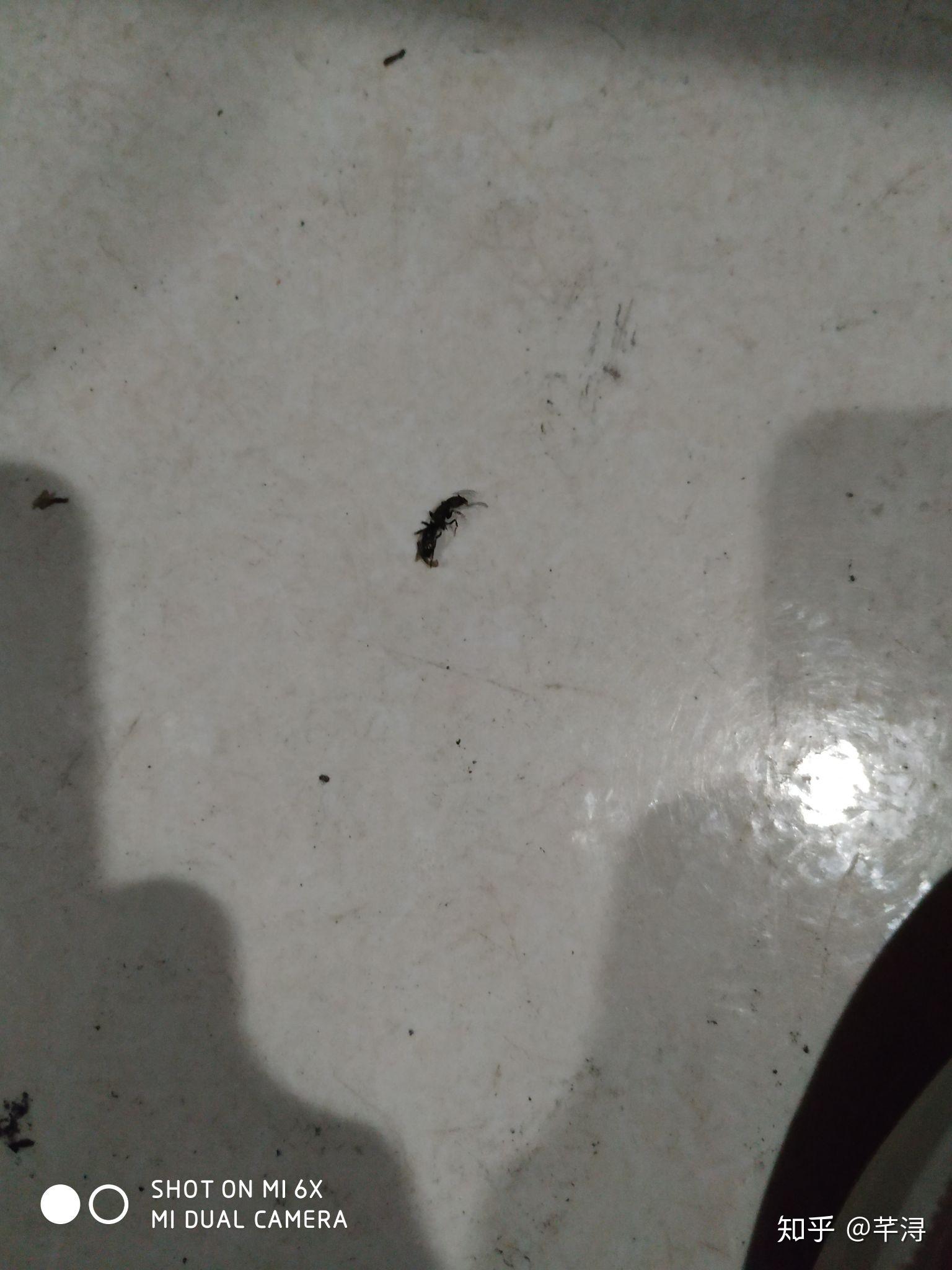 请问这是什么虫子，咬人会肿一个很痒的包。长得像蚂蚁特别小，红棕色。可以蜷起来，还会装死? - 知乎