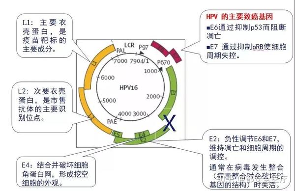 Hpv Mrna E6 E7 Detected Reference Range Not Detected