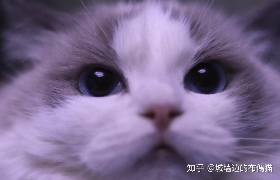 经营一家布偶猫舍是怎样的体验