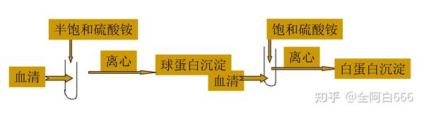 蛋白质电泳与层析 - 知乎