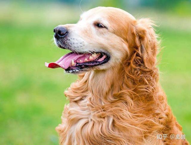 求问宠小皮金毛成犬怎么预防患皮肤病呀?