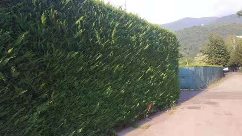 这是什么植物,最终没有确切的答案,有知道的朋友可以告诉我一下.