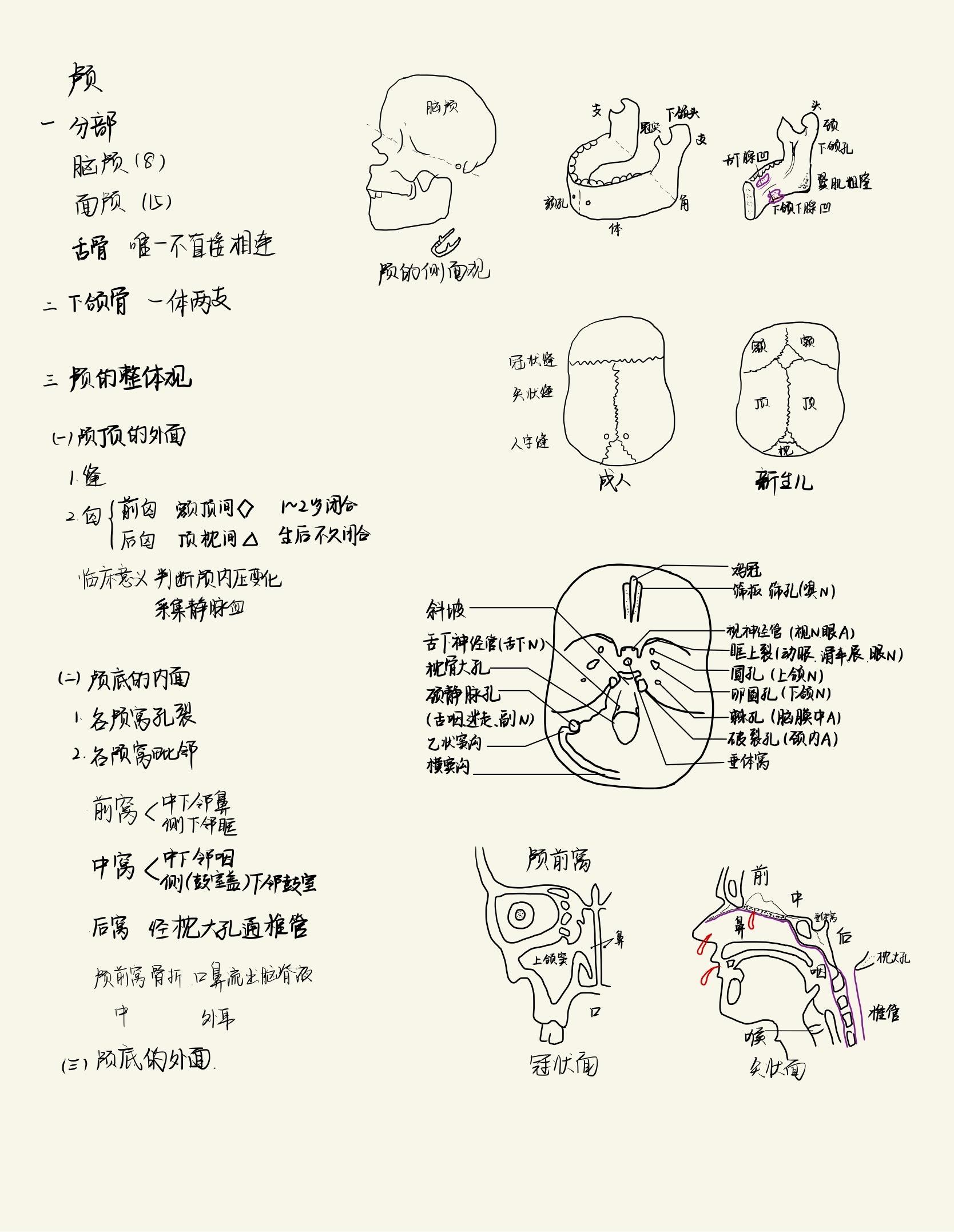 系统解剖学笔记图片