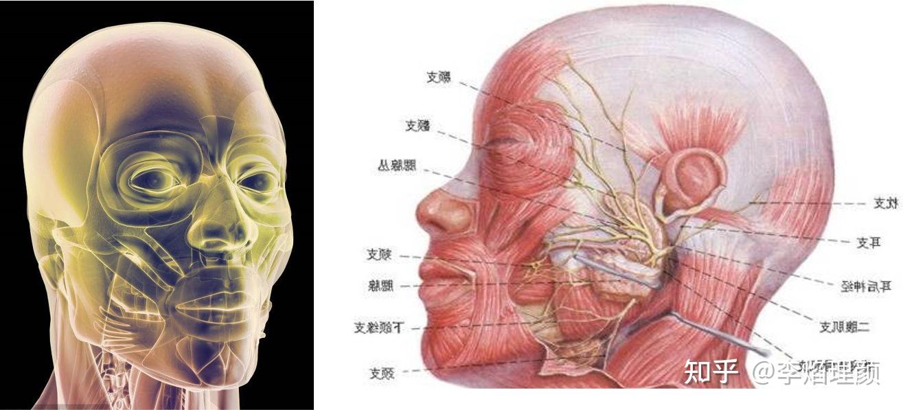 面部筋膜分布图图片