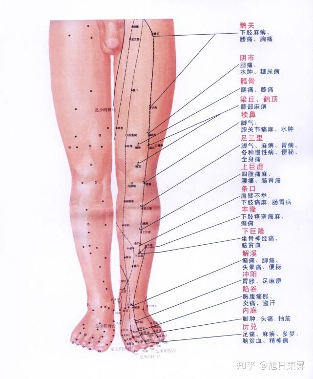 常用穴位系列五之下肢常用穴位