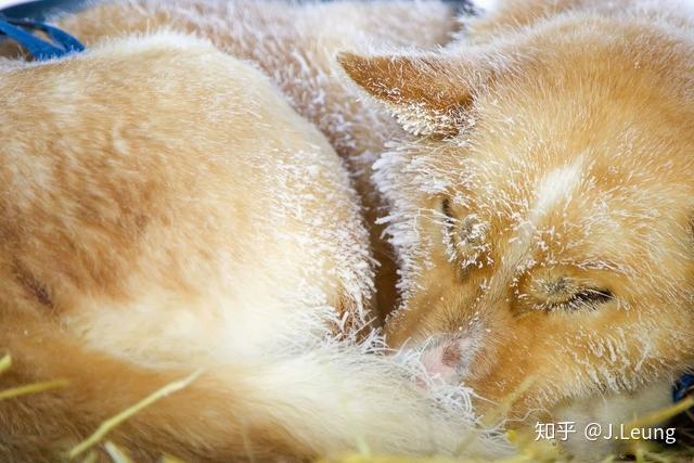 冬天要怎么帮助狗狗御寒? 6 v2 874b8c49656e62809455b73097babf26 720w