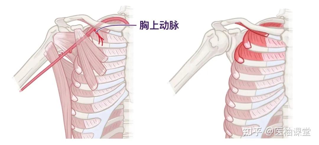 人体解剖学基础:腋窝 - 知乎